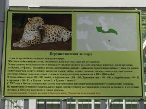 леопард - описание