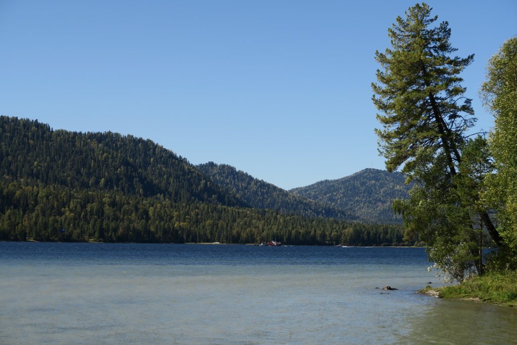 Телецкое озеро - дерево на берегу